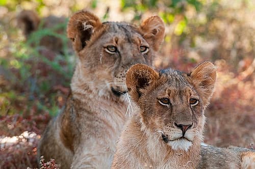 Portrait of a pair of resting lions-Panthera leo Mashatu Game Reserve-Botswana Nature Print